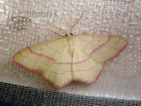 Rhodostrophia vibicaria