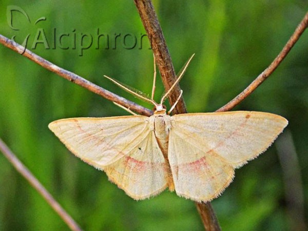 Rhodostrophia vibicaria