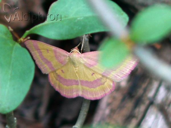 Rhodostrophia sieversi