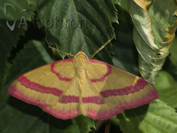 Rhodostrophia calabra