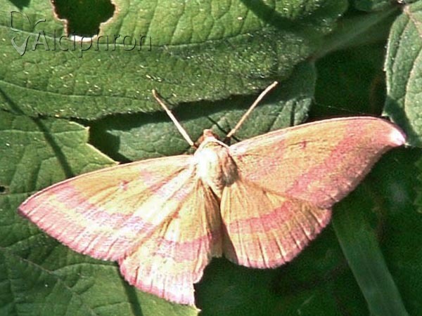 Rhodostrophia calabra