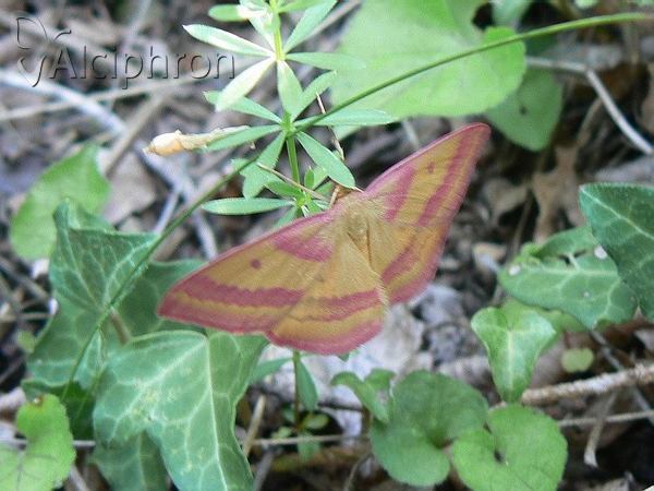 Rhodostrophia discopunctata
