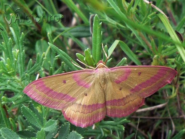 Rhodostrophia discopunctata
