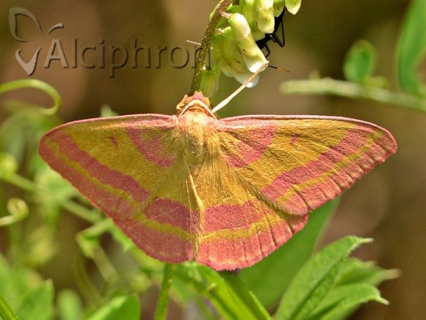 Rhodostrophia discopunctata