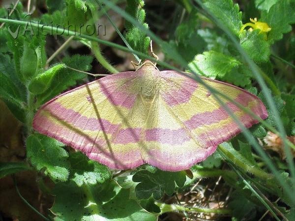 Rhodostrophia discopunctata