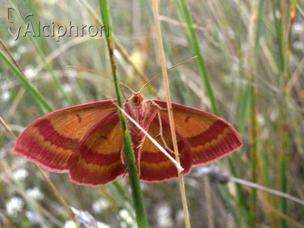 Rhodostrophia discopunctata