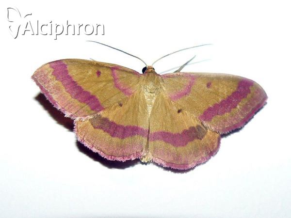 Rhodostrophia discopunctata