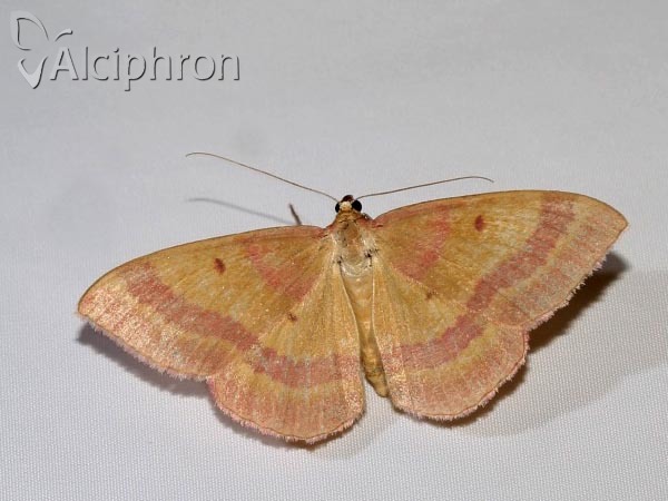 Rhodostrophia discopunctata