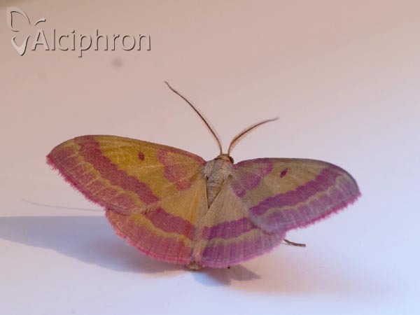 Rhodostrophia discopunctata