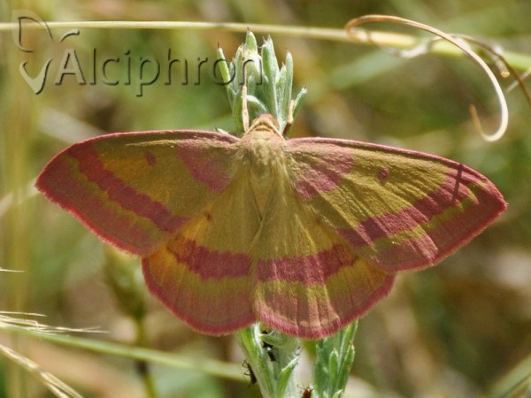 Rhodostrophia discopunctata