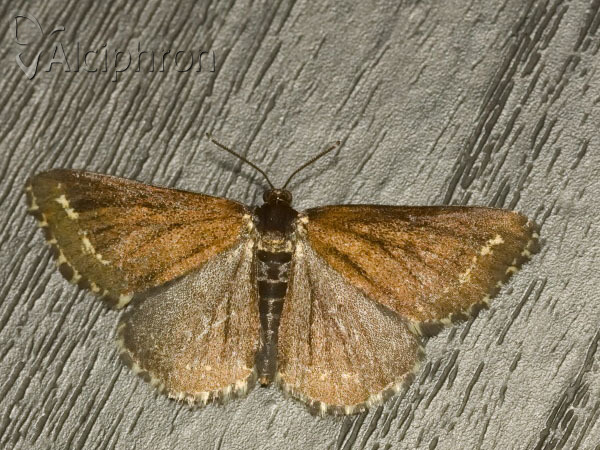 Scopula immorata