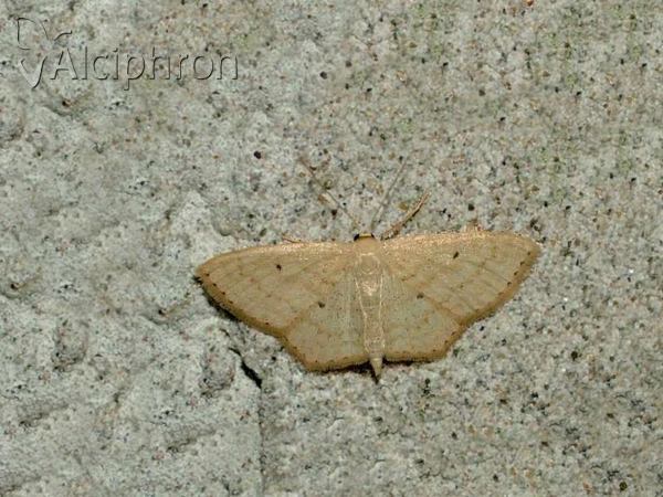 Scopula corrivalaria