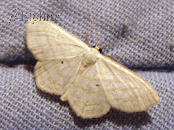 Scopula caricaria
