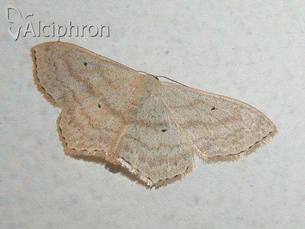 Scopula nigropunctata