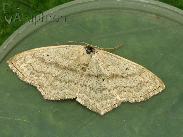 Scopula nigropunctata