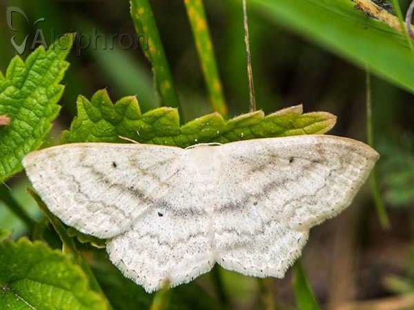Scopula nigropunctata