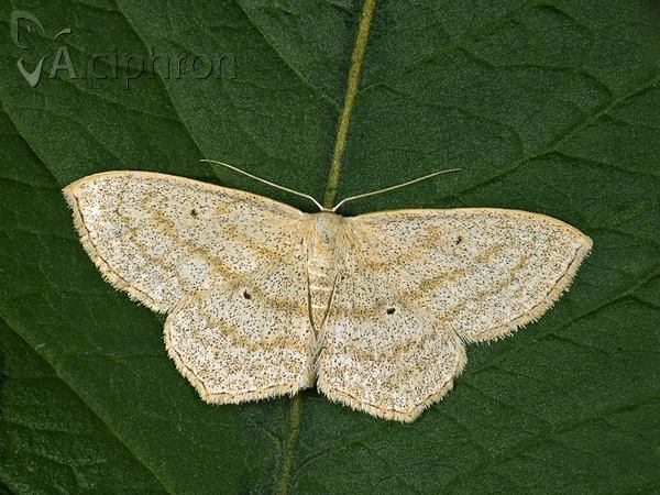 Scopula nigropunctata