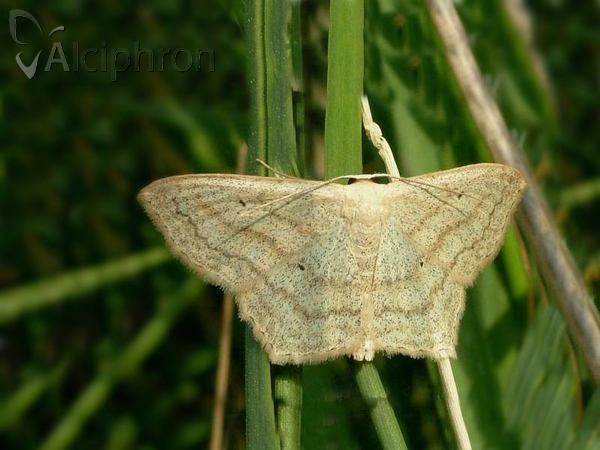 Scopula nigropunctata
