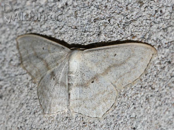 Scopula nigropunctata