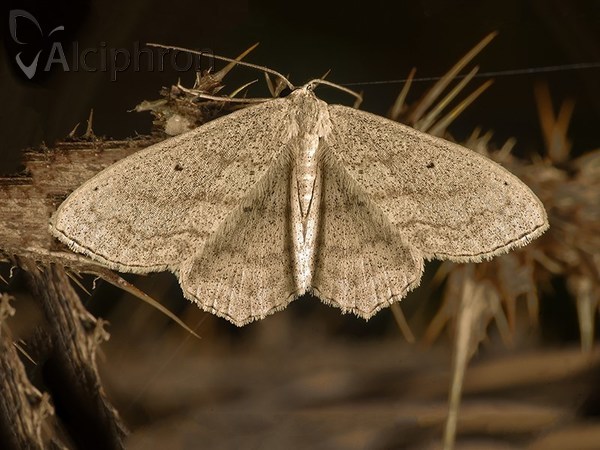 Scopula nigropunctata