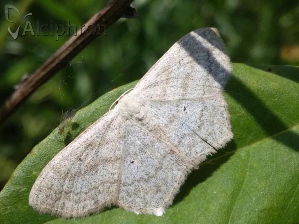 Scopula nigropunctata