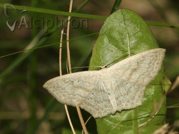 Scopula nigropunctata