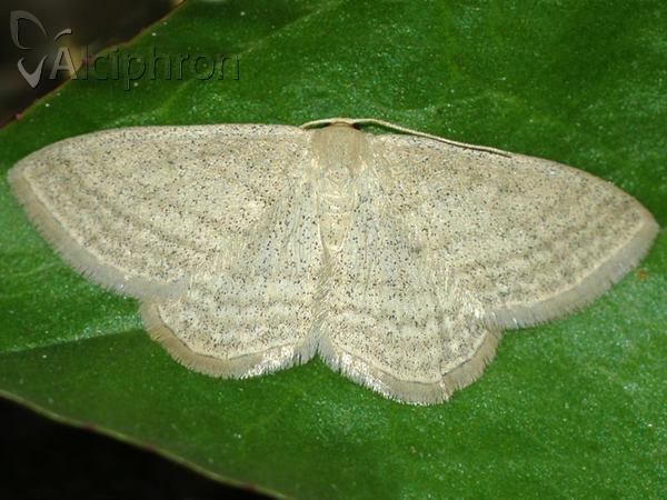 Scopula virgulata