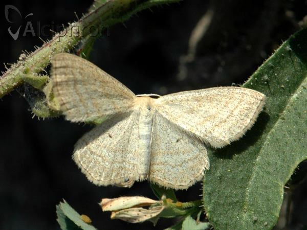 Scopula virgulata