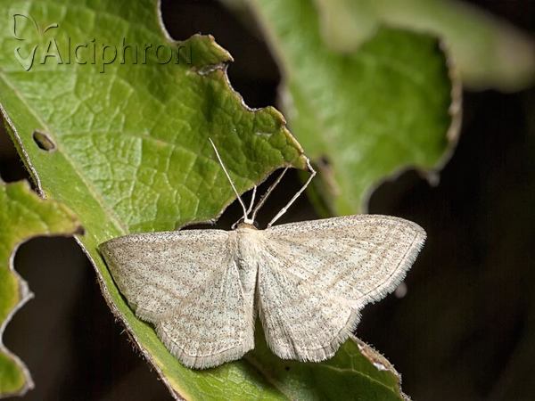 Scopula virgulata