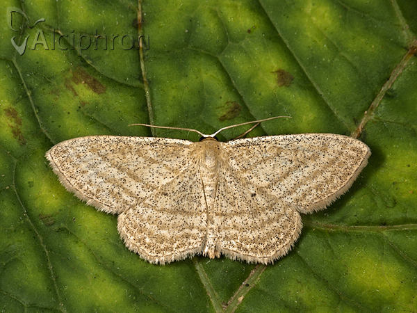 Scopula virgulata