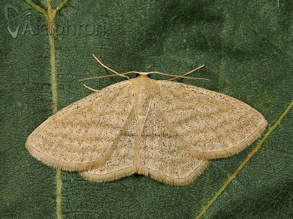 Scopula virgulata