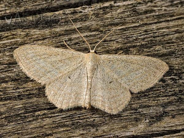 Scopula virgulata