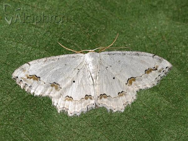 Scopula ornata