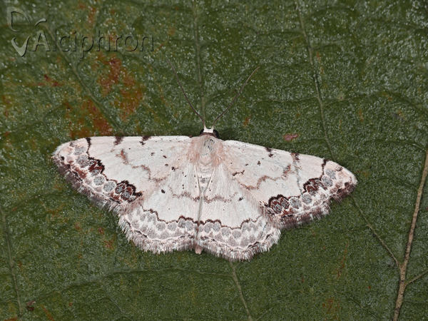 Scopula decorata