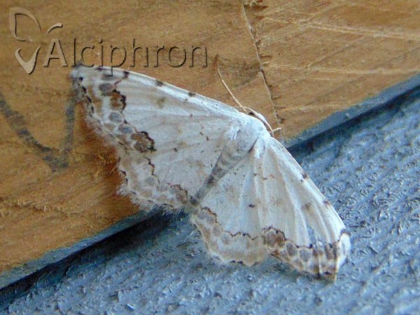 Scopula decorata