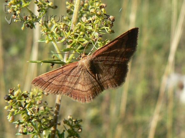 Scopula rubiginata