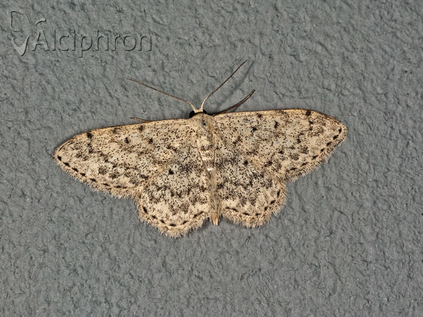 Scopula marginepunctata