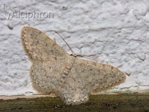 Scopula marginepunctata