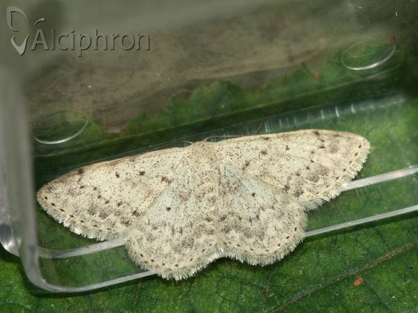 Scopula marginepunctata