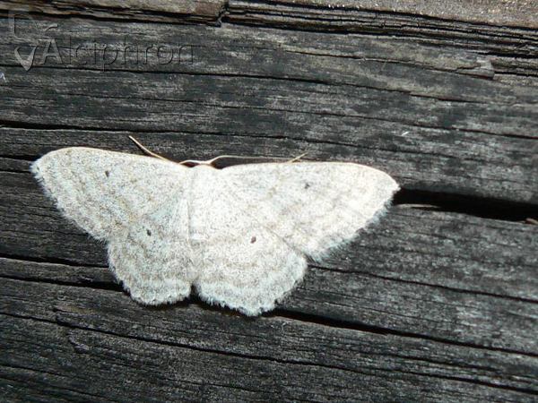 Scopula incanata