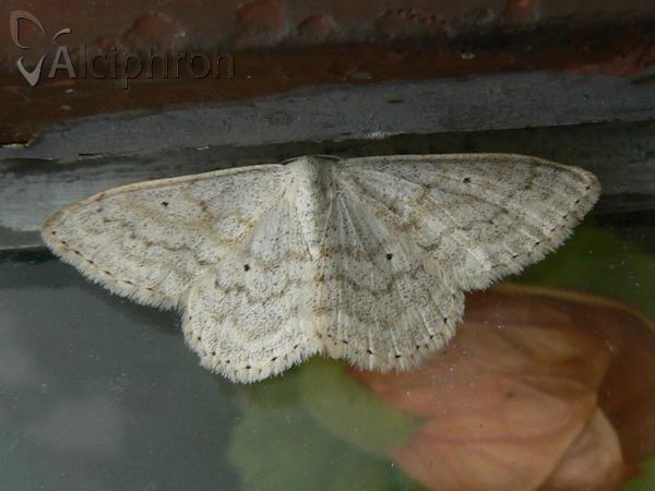 Scopula incanata