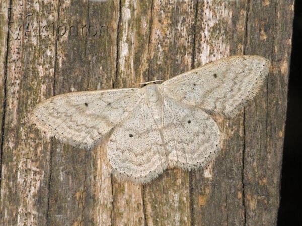 Scopula incanata