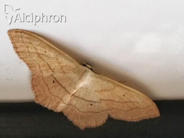 Scopula imitaria