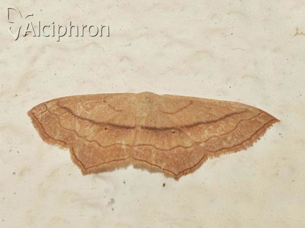 Scopula imitaria