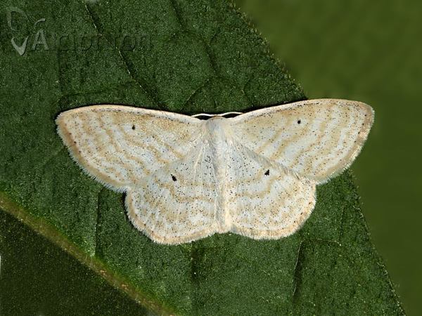 Scopula immutata
