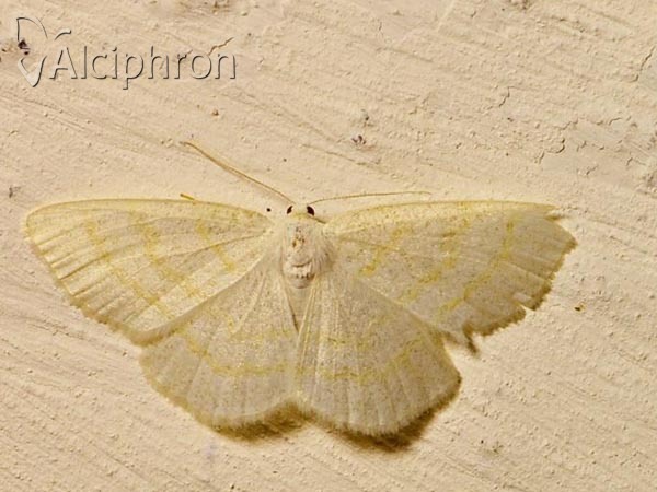 Scopula ternata