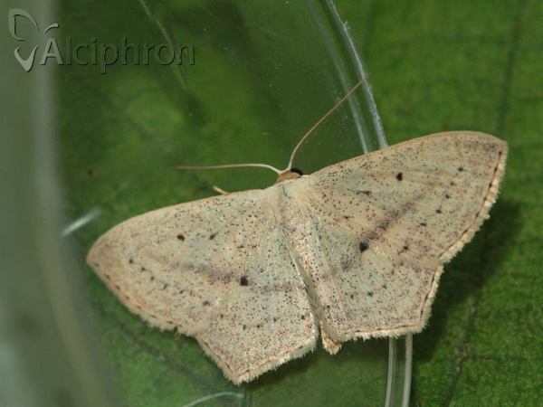 Scopula flaccidaria