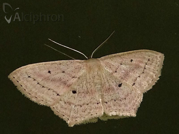 Scopula flaccidaria