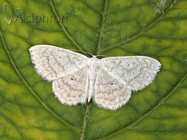 Scopula subpunctaria