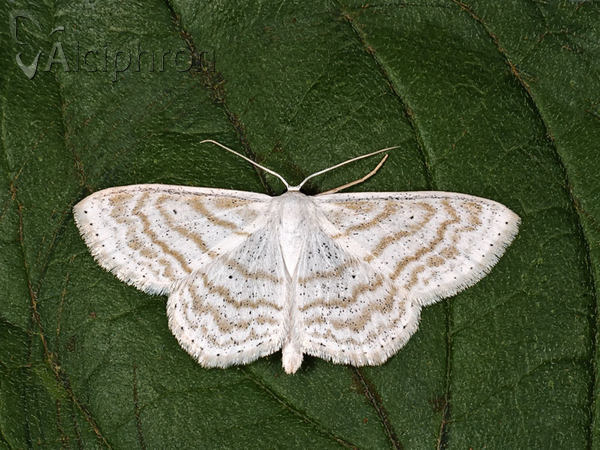Scopula subpunctaria